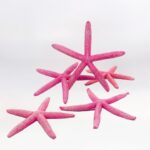 &Alpha;&sigma;&tau;&epsilon;&rho;ί&epsilon;&sigmaf; &phi;&upsilon;&sigma;&iota;&kappa;&omicron;ί &tau;&upsilon;&rho;&kappa;&omicron;&upsilon;ά&zeta; &chi;&rho;ώ&mu;&alpha; &ndash; &sigma;&upsilon;&sigma;&kappa;. 5&tau;&mu;&chi;.